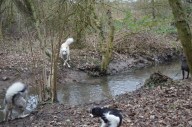 Lady crossing her paws for a clean jump over the stream