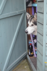 checking out if there are any treats in the shed