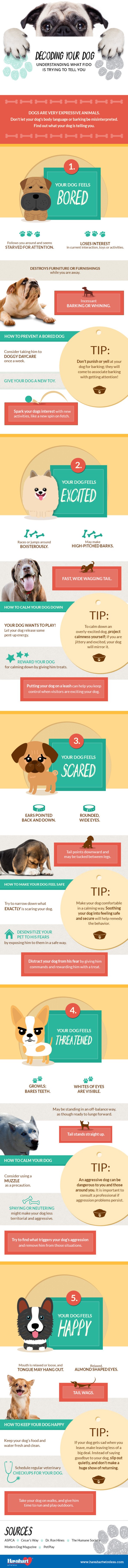decoding-your-dog-infographic